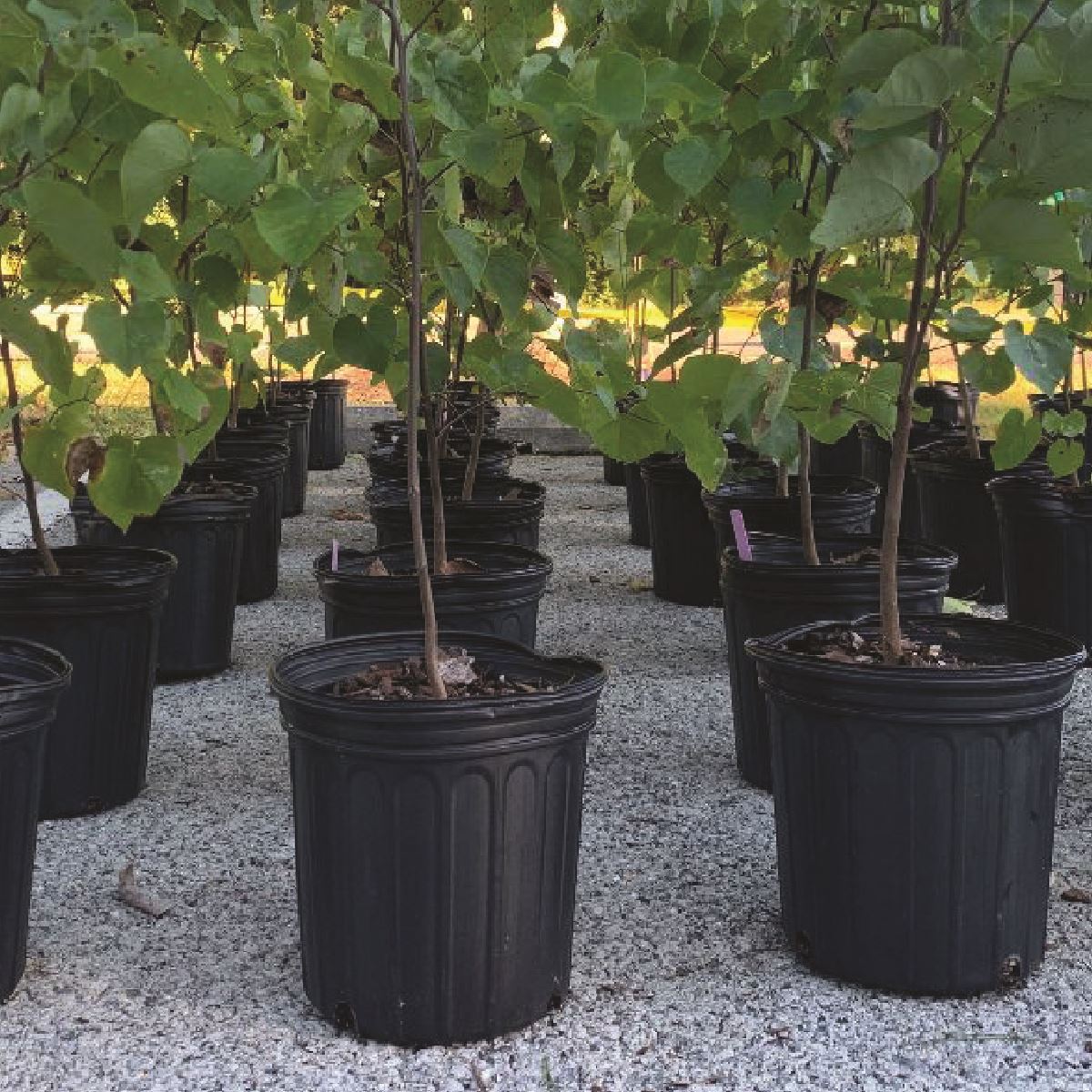 tree giveaway web-01